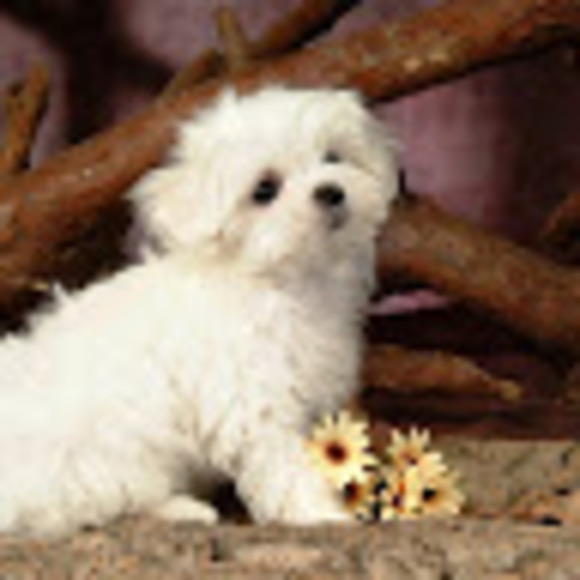 Meet your Posher, Coco - Picture 1 of 1